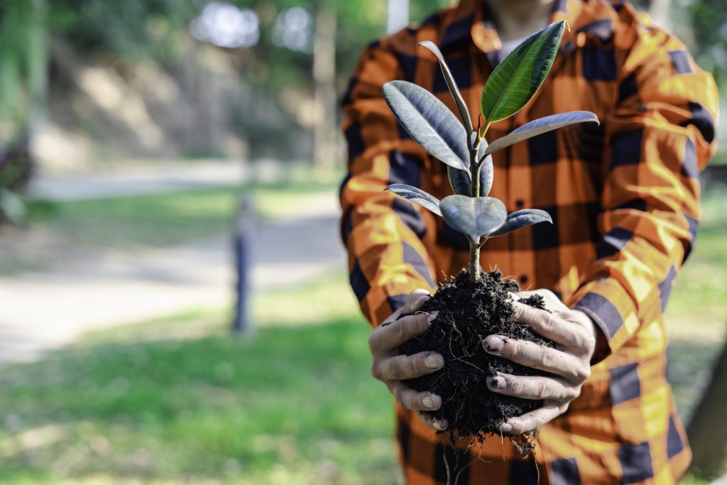 Afforestation in Countries Affected by Global Warming: An Urgent Solution for a Sustainable Future